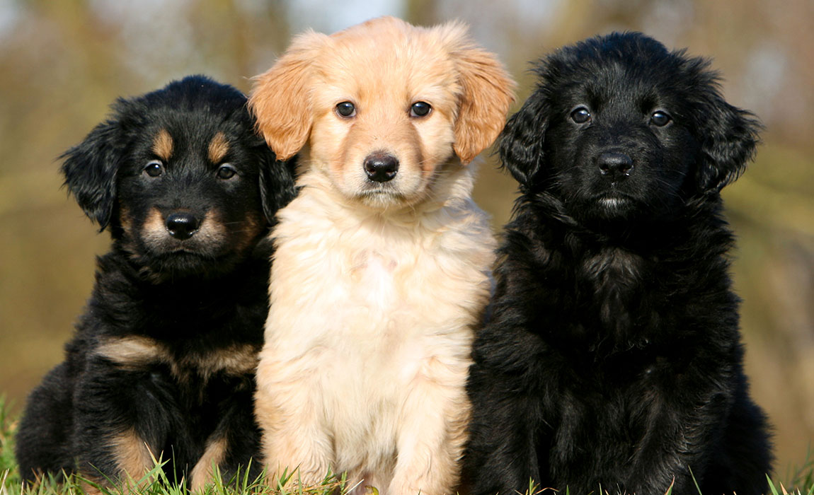 Rassezuchtverein für Hovawart-Hunde e.V.