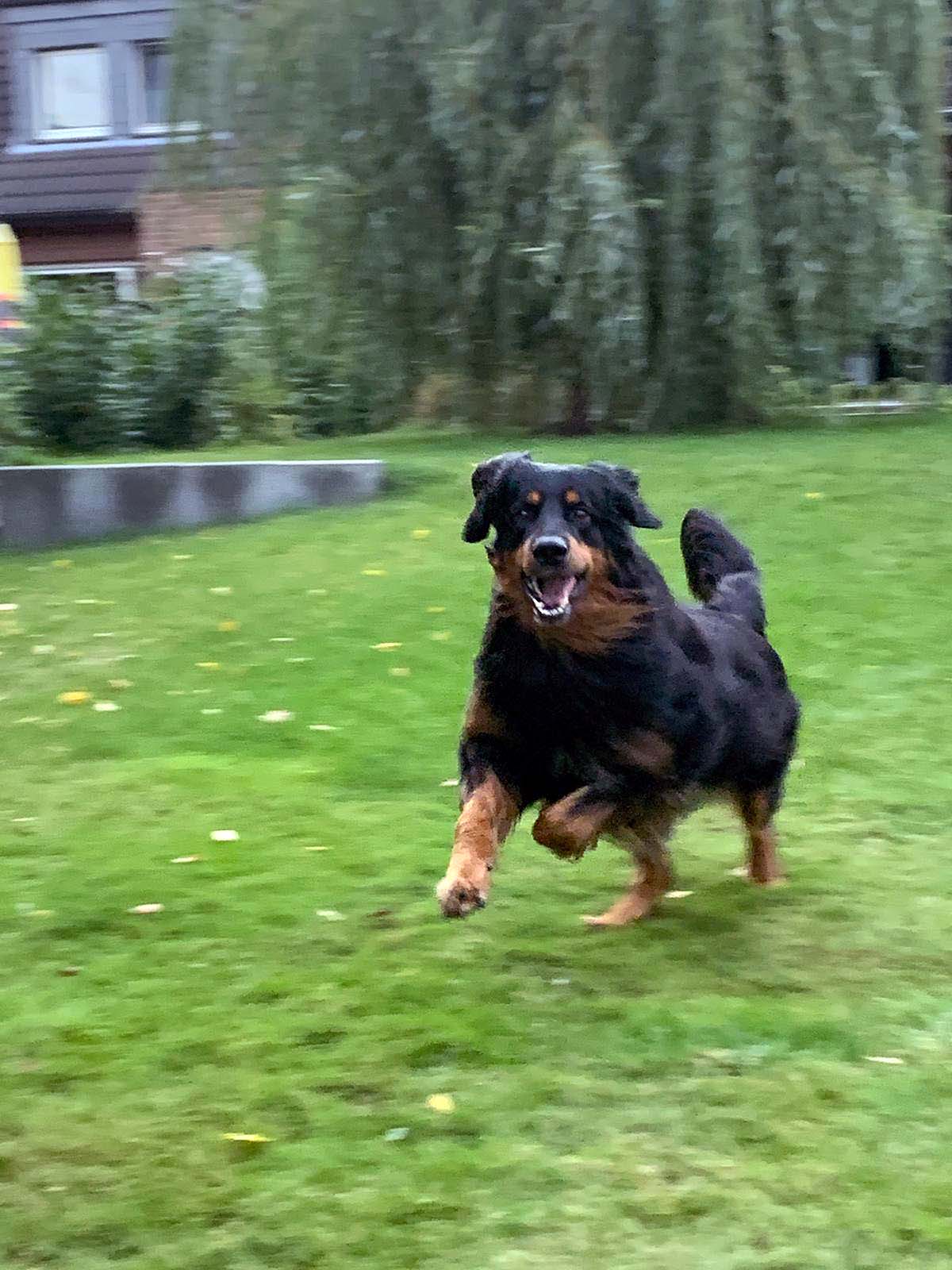 Bennit vom Helmefeld 4 Bennit vom Helmefeld 4