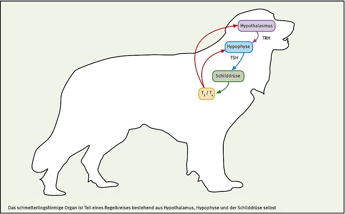 Hypothyreose für Hovawart-Hunde e.V.