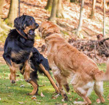 Kæledyr Ekstremt vigtigt lække Problem beim Deckakt – Rassezuchtverein für Hovawart-Hunde e.V.