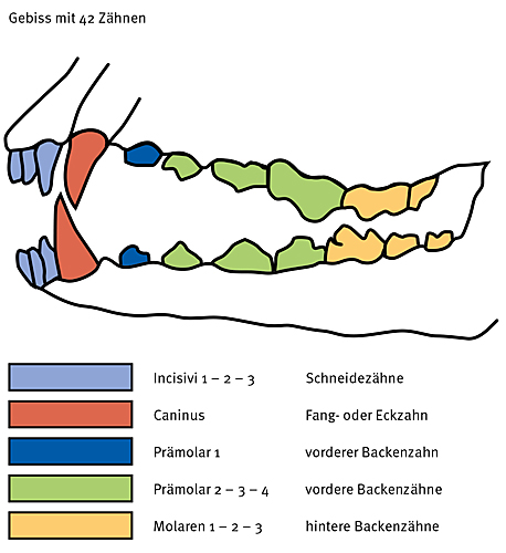 Anatomie Der Hundez hne