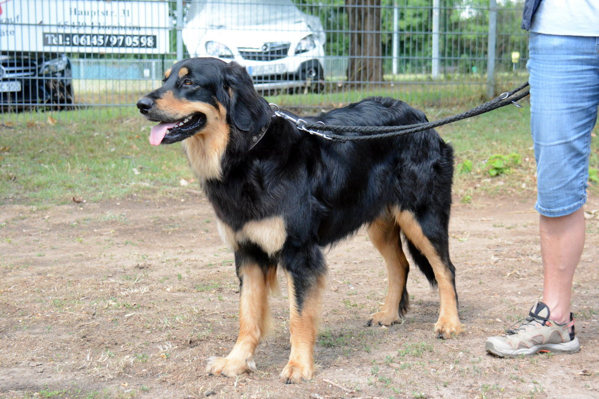 Charlie von der Hambacher Höhe