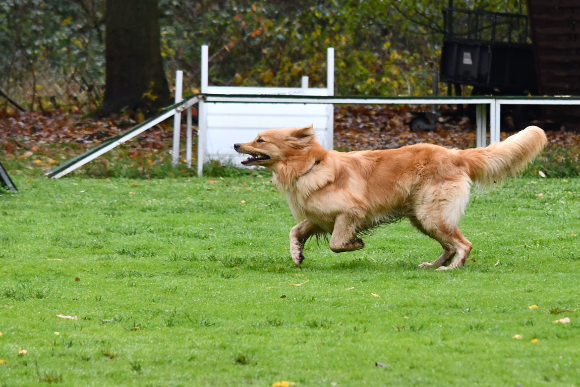 Boxer vom Vilsfeld