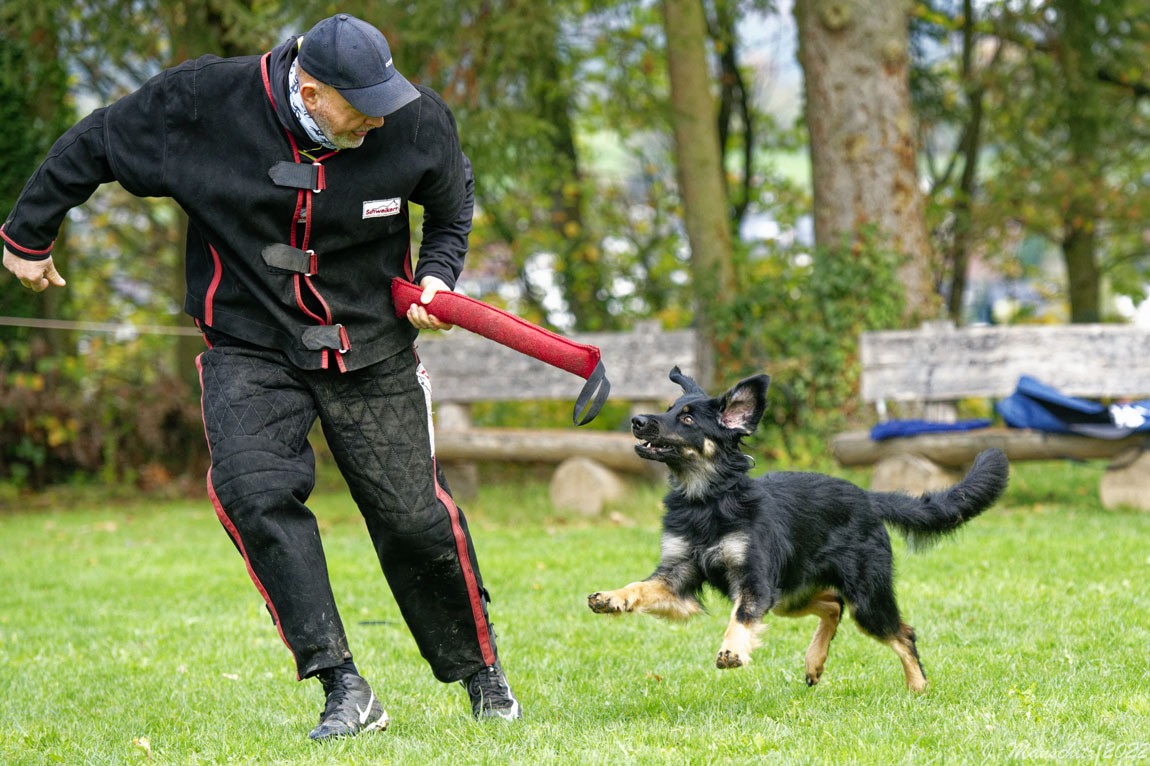 Akira von den Koiwächtern