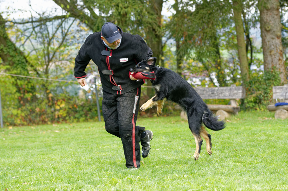 Akira von den Koiwächtern