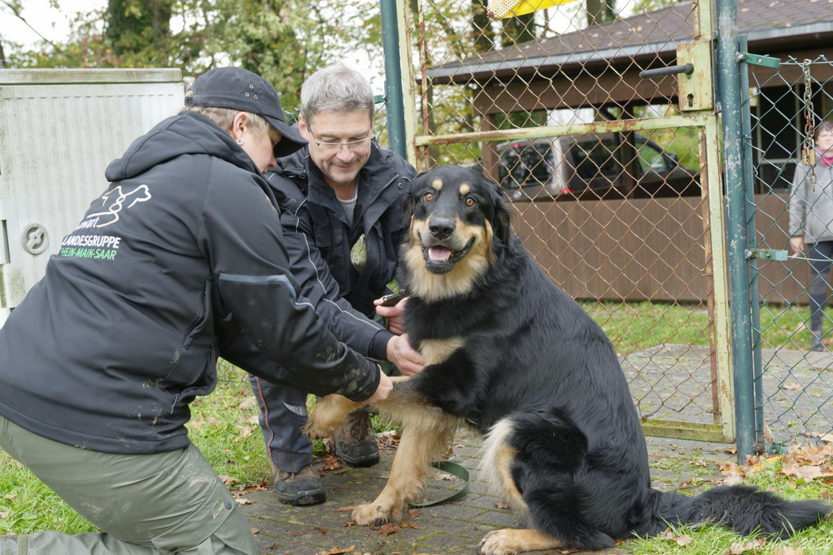 Cooper vom Rhönfeuer