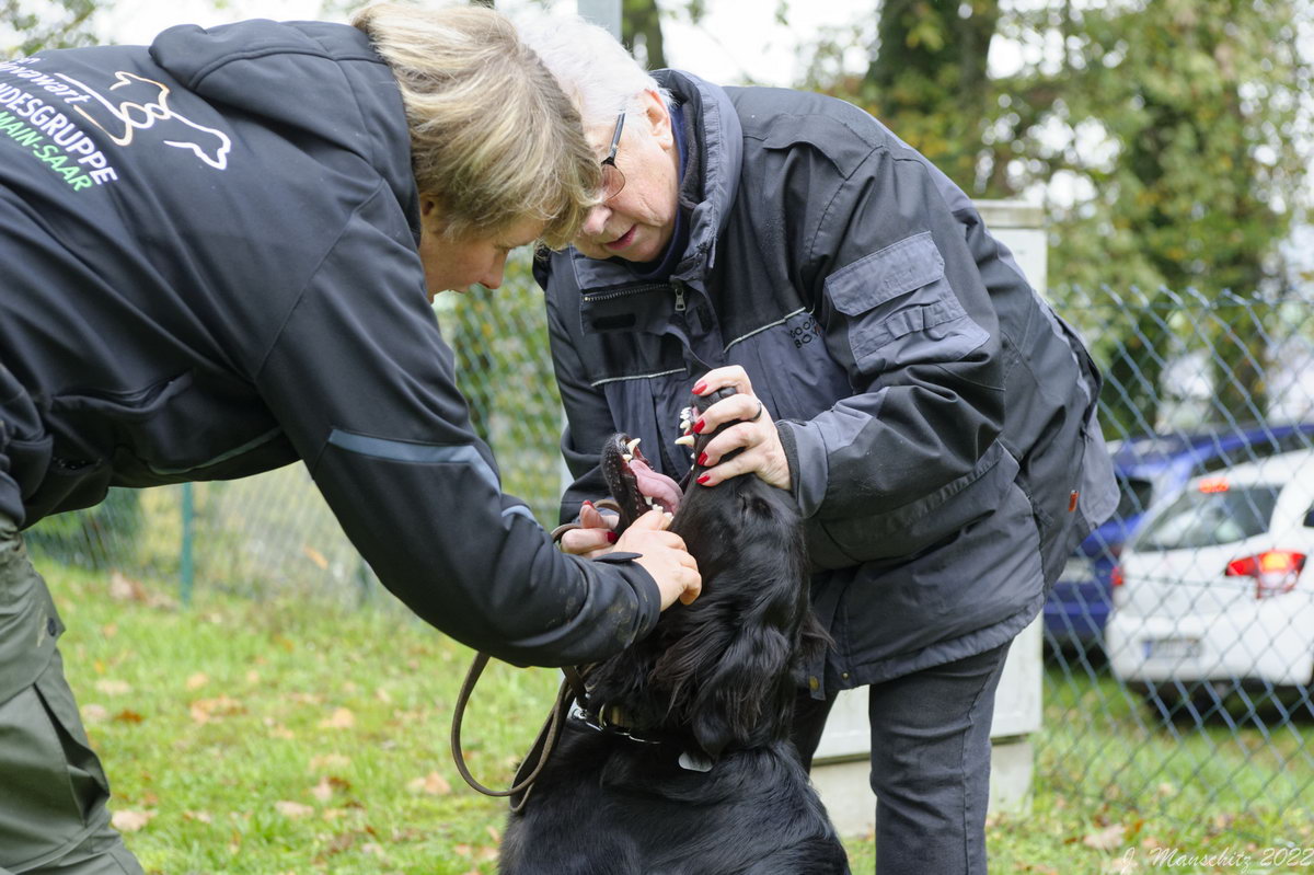 Timba aus dem Emsland