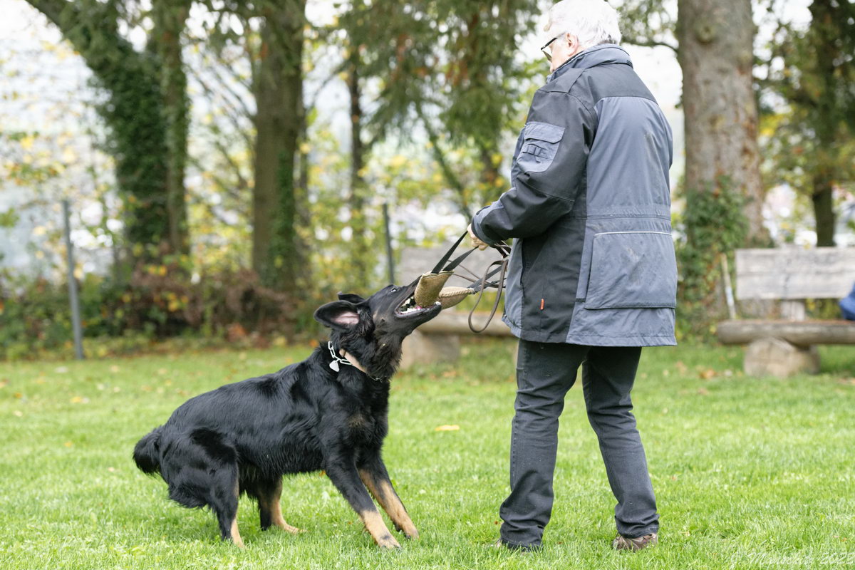 Timba aus dem Emsland