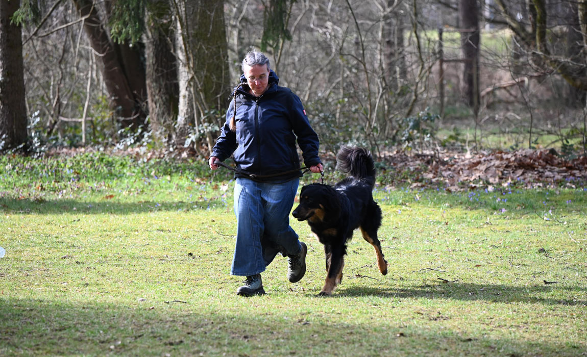 JB Taxus aus dem Emsland