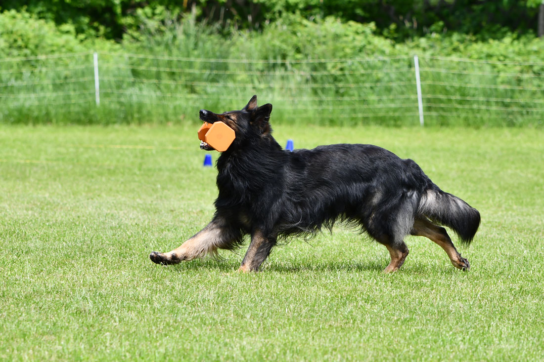 Hunter von der Schüpfer Hexe