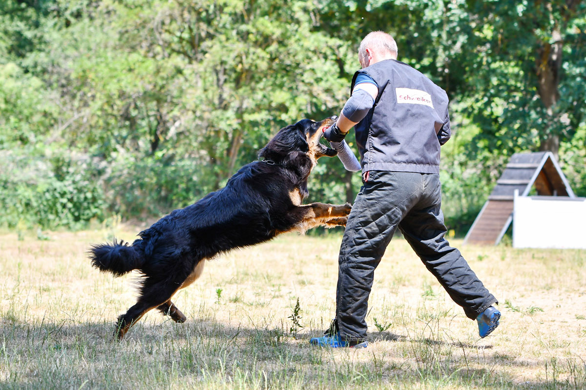 Neo vom Wildweibchenstein