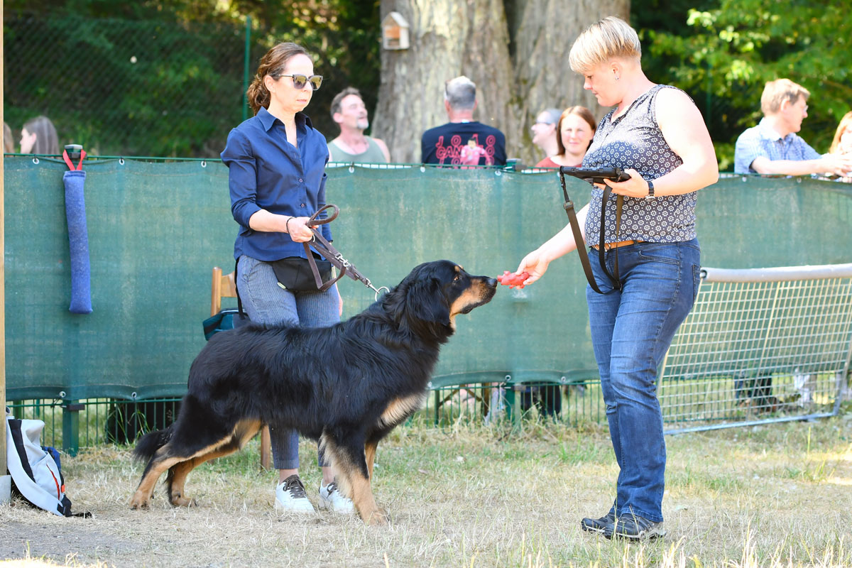 Dexter von der Hambacher Höhe