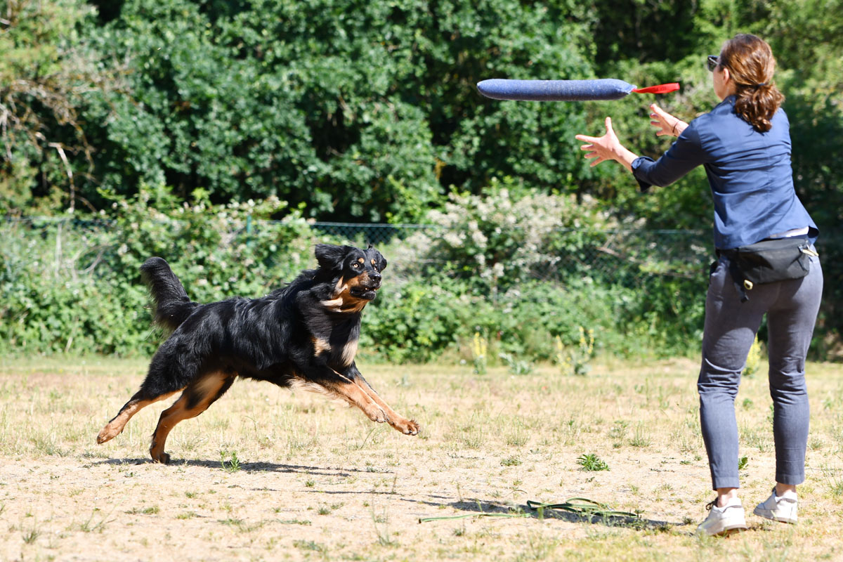 Dexter von der Hambacher Höhe