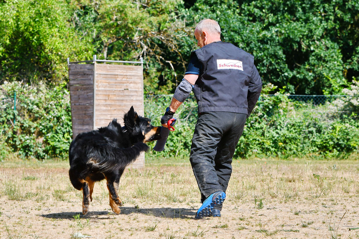 Dexter von der Hambacher Höhe