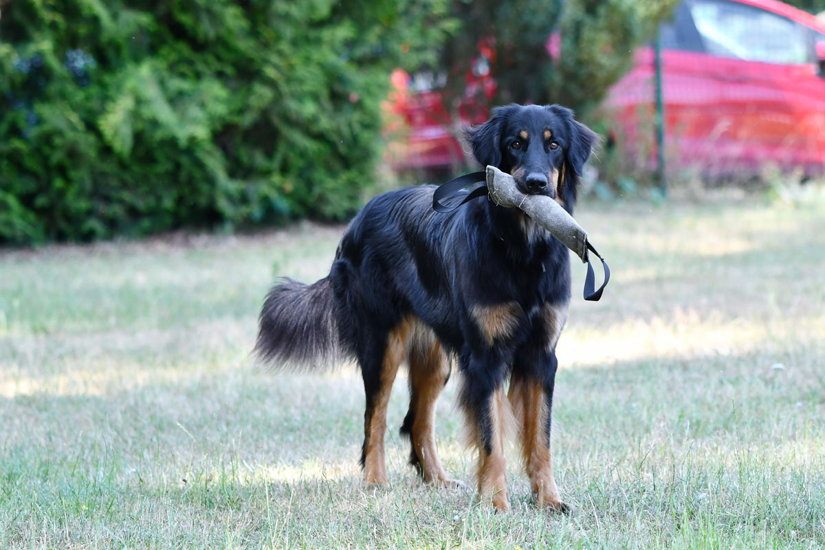 Ruby von der Pallaswiese