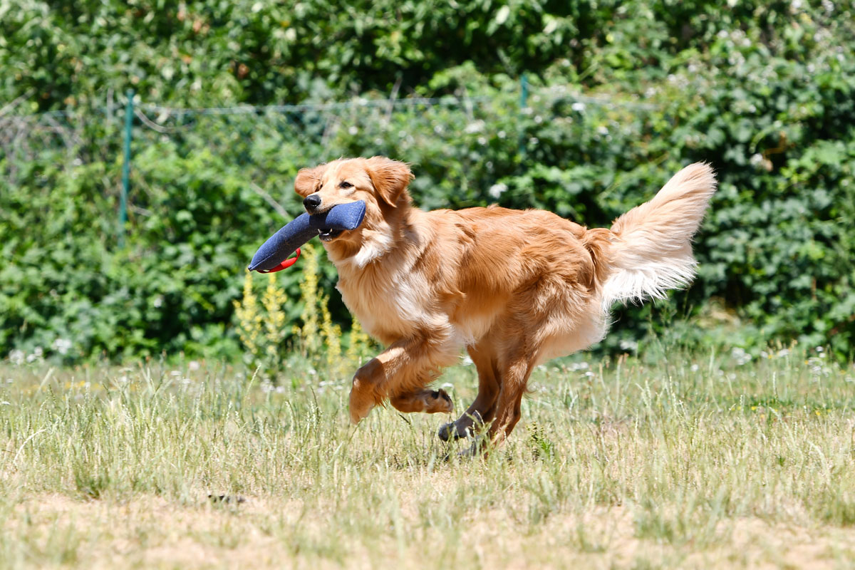 Rusty von der Pallaswiese