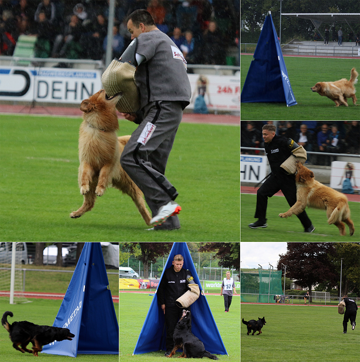 RZV Event-Tagebuch  2023 – Rassezuchtverein für Hovawart-Hunde e.V.