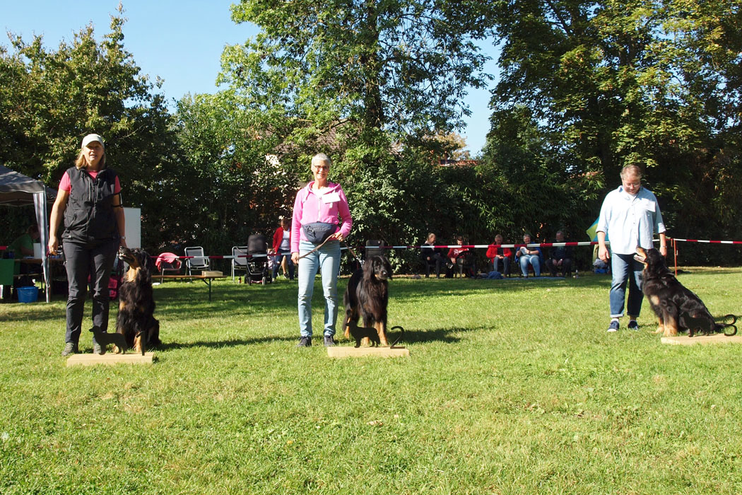 Veteranenklasse Hündinnen