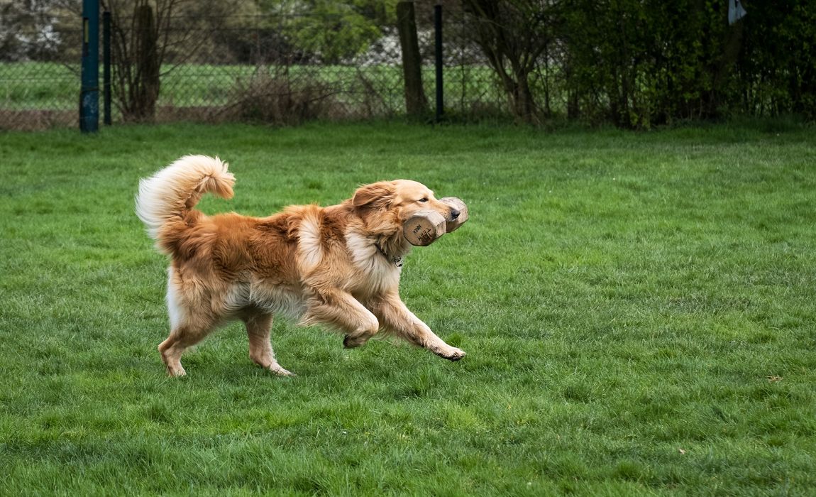 Ajax von der Teufelsbrut