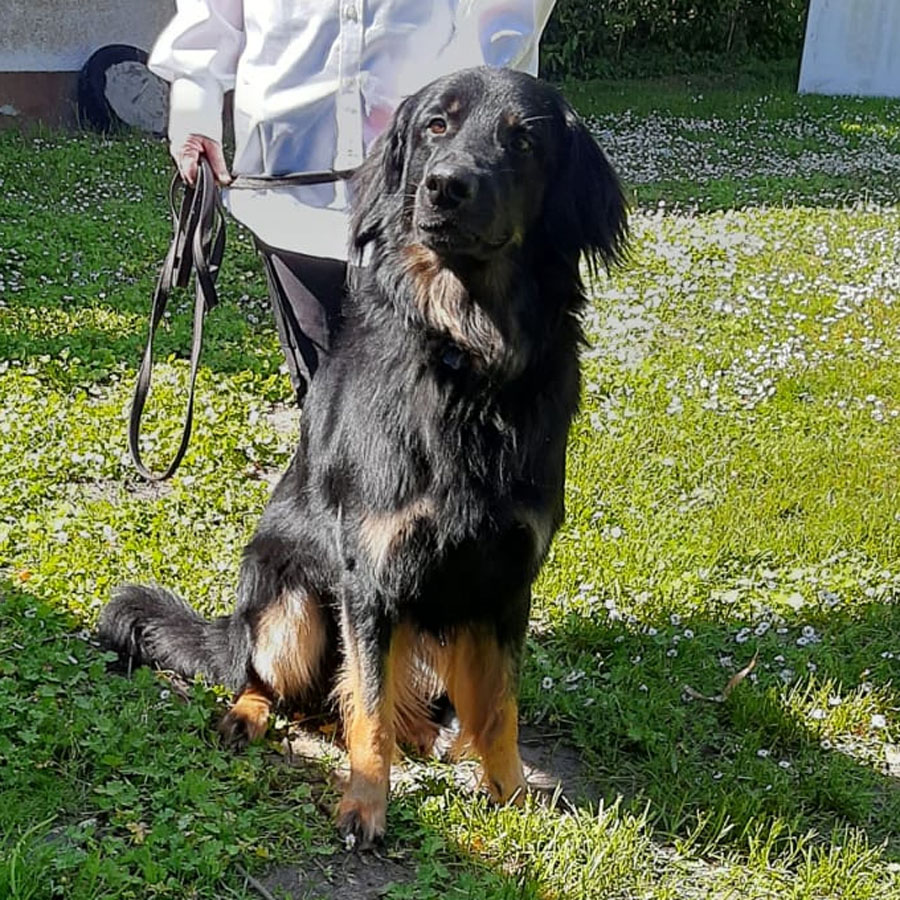 Dexter von der Donaustrasse