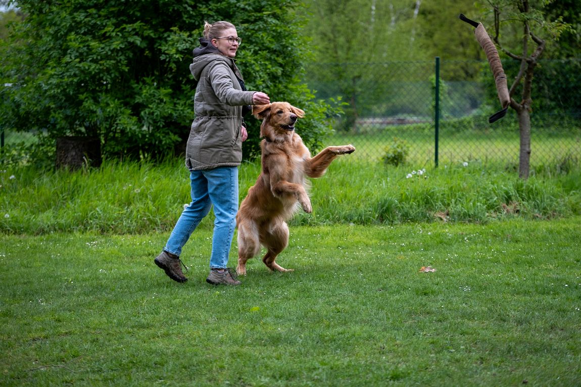 Bär von den Eifelwiesen