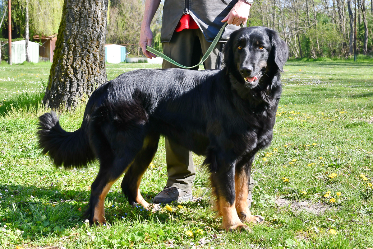 Momo ex Canis Lupus