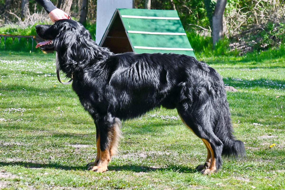 Ozzy vom Tüfelsland