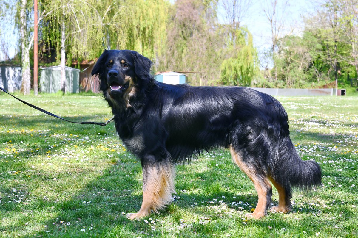 Ricky von der Hofreite