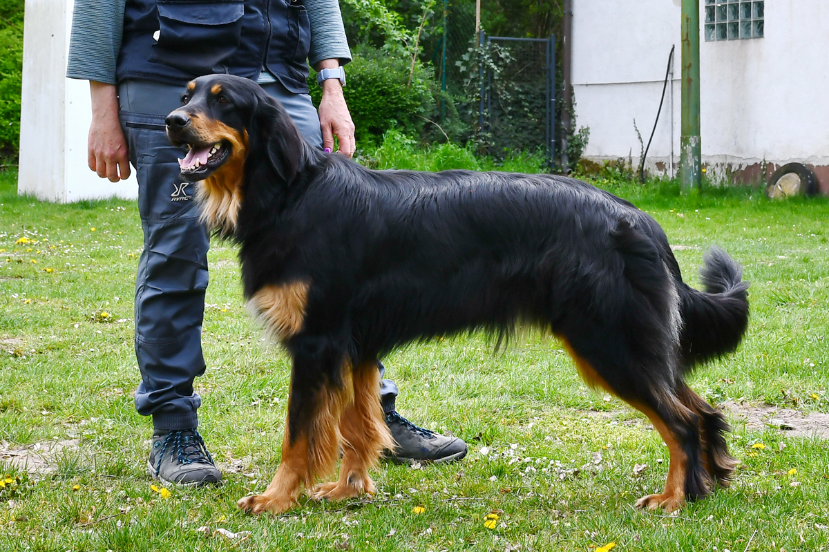 Dafina von der Adersbacher Höhe