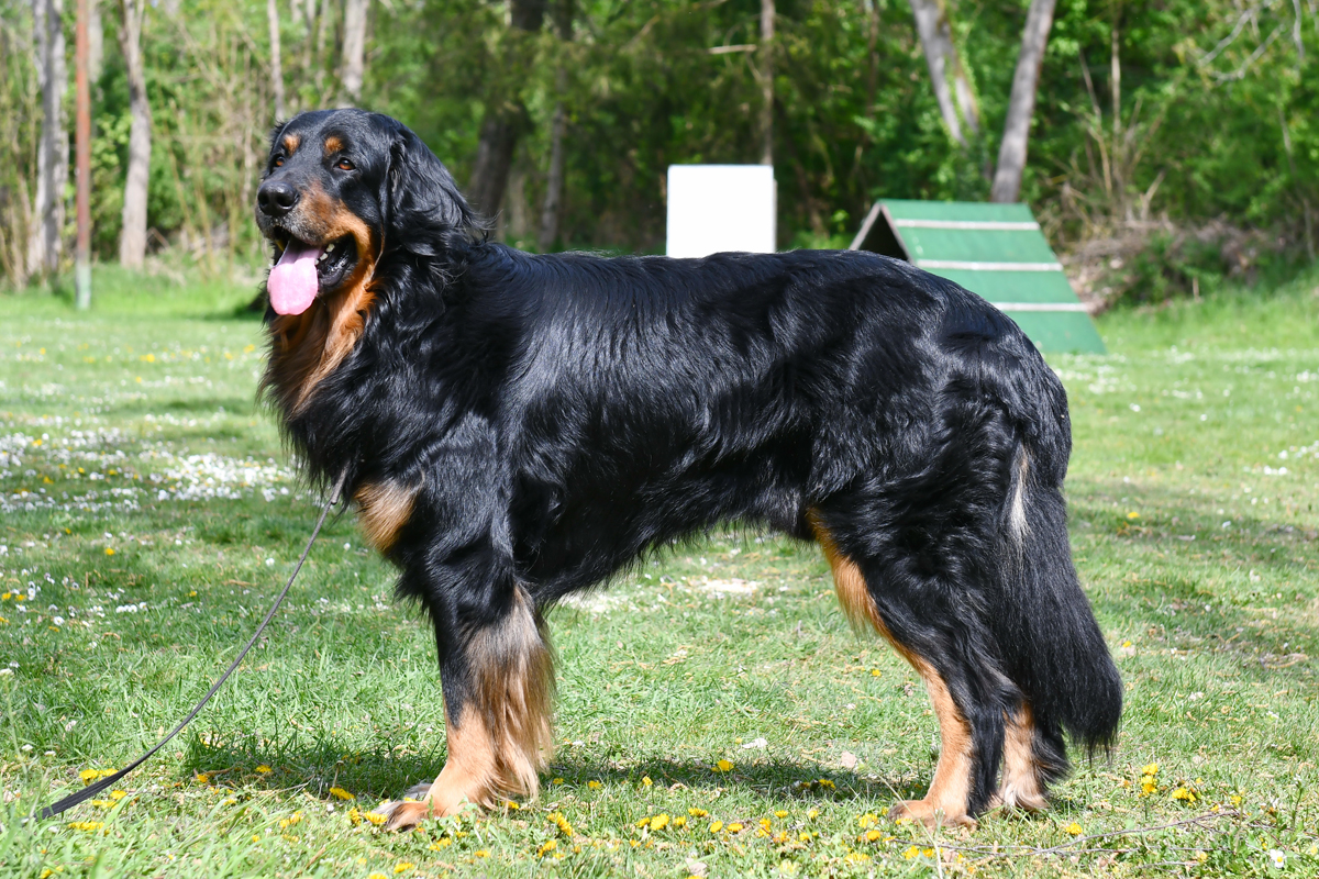 Miro von der Wassernixe