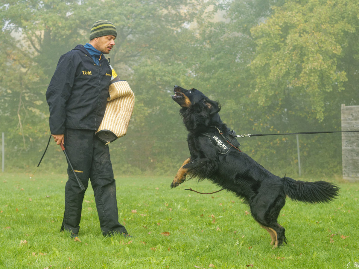 Fee von der Klatschmohnwiese