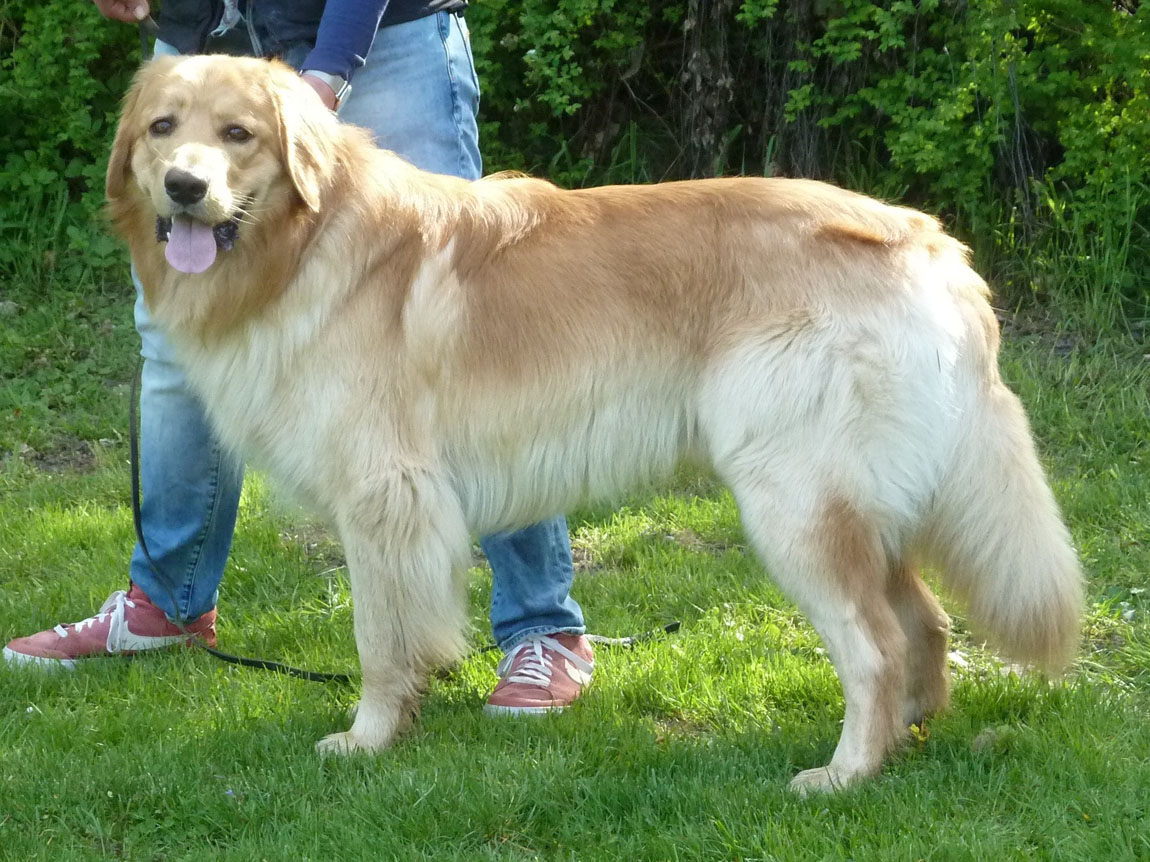 Alvar von der Bergbande