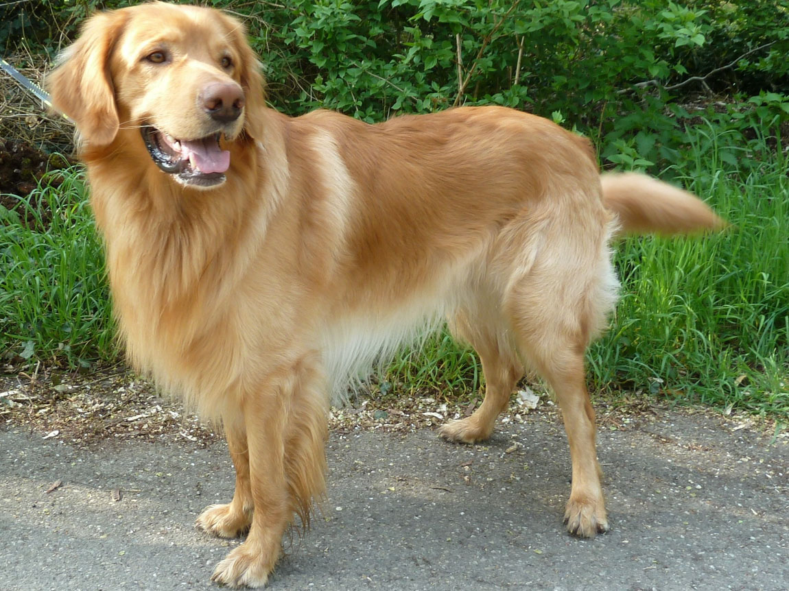 Atlan vom Hause Erkanmar