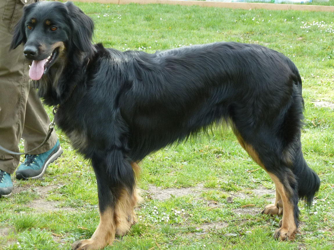 Fantastic Finya vom Rodautal