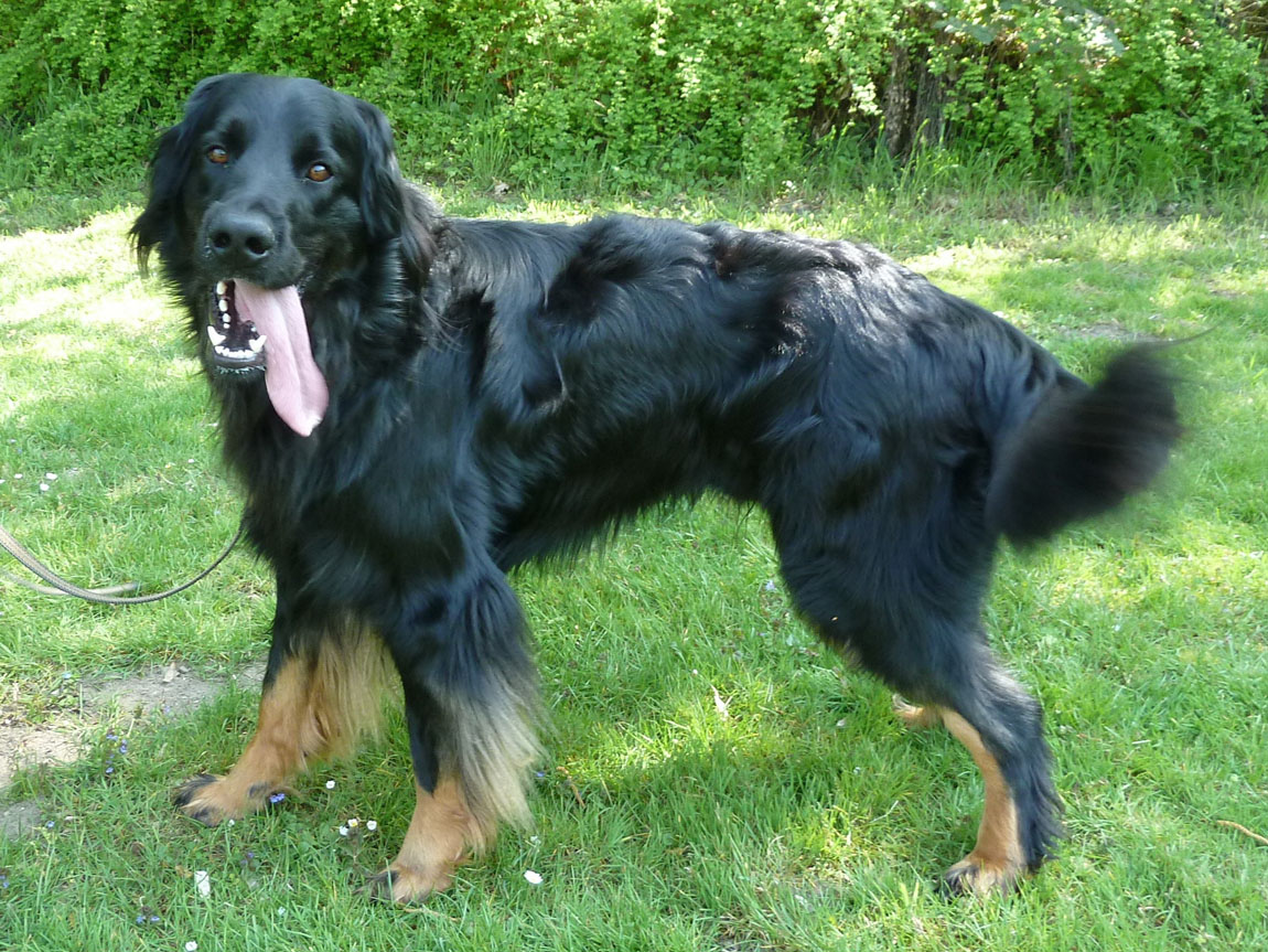 Raikko von der Hofreite