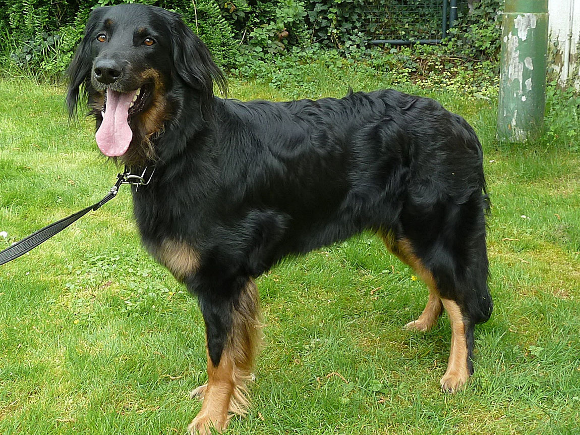 Zadie von Gina's vier Linden