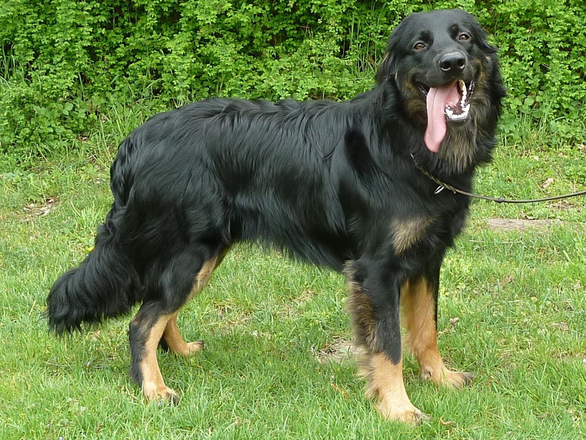 Apollo von der Schwalbenwand