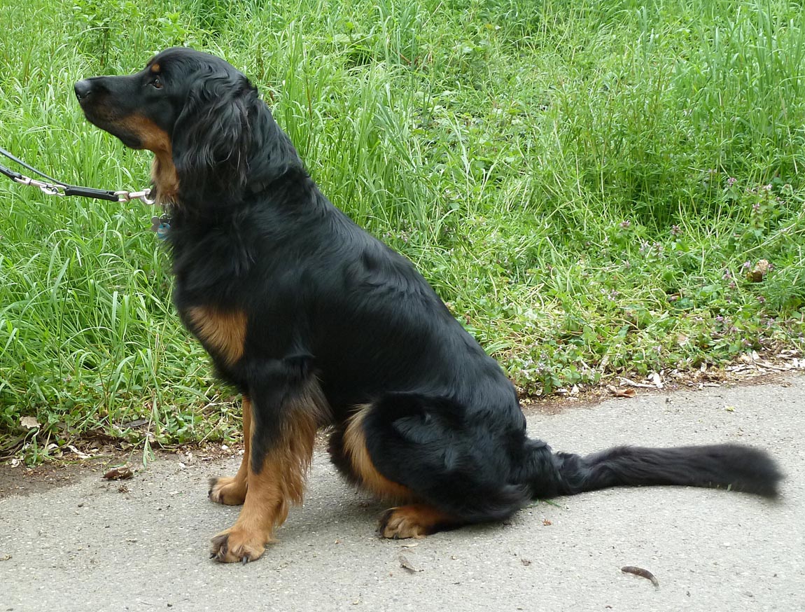 Bassam aus Abilenes Garten