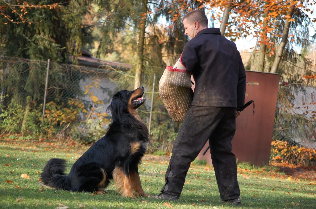 Prüfungsergebnisse 2019 4 Hovawart IGP