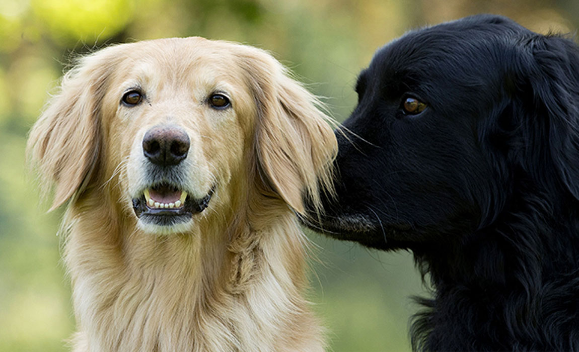 næve Optagelsesgebyr Arrowhead Welpen & Junghunde – Rassezuchtverein für Hovawart-Hunde e.V.